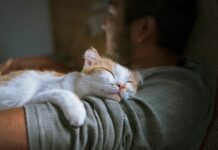 ¿Por qué los gatos ronronean? | ¡Te sorprenderás! ¿Por qué los gatos ronronean? | ¡Te sorprenderá!