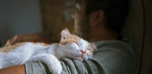 ¿Por qué los gatos ronronean? | ¡Te sorprenderás! ¿Por qué los gatos ronronean? | ¡Te sorprenderá!
