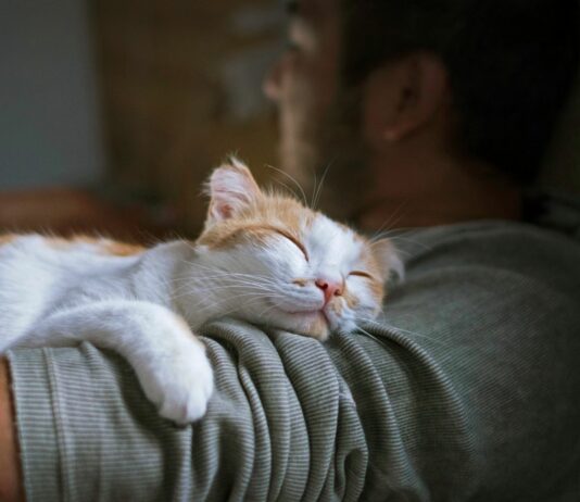¿Por qué los gatos ronronean? | ¡Te sorprenderás! ¿Por qué los gatos ronronean? | ¡Te sorprenderá!