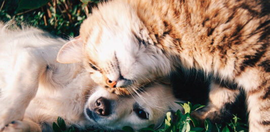 La importancia de ofrecerle a las mascotas una alimentación sana y natural alimentacion mascota