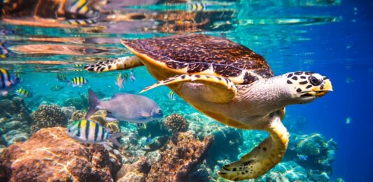 Datos curiosos de las tortugas