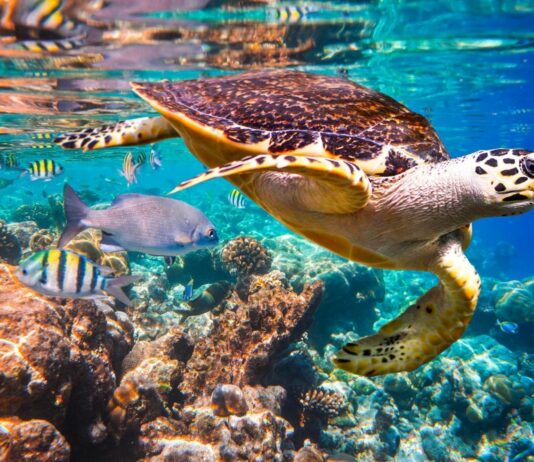 Datos curiosos de las tortugas