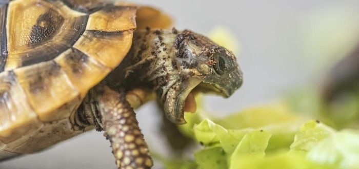 Lo que no sabías de las tortugas