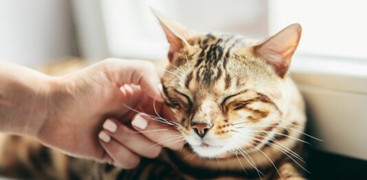 ¿Para qué sirven los bigotes de los gatos? | ¡Descúbrelo! ¿Para qué sirven los bigotes de los gatos? | ¡Descúbrelo!