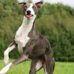 aktiver-whippet-picture-id849282562