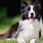 border-collie-taking-a-rest-picture-id484910814