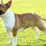 perritos medianos
