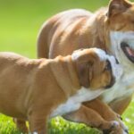 perros cariñosos