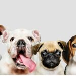 Las 10 Razas de Perros Medianos Más Juguetones y Divertidos