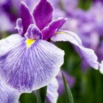 iris-flor-datos-curiosos-de-croacia