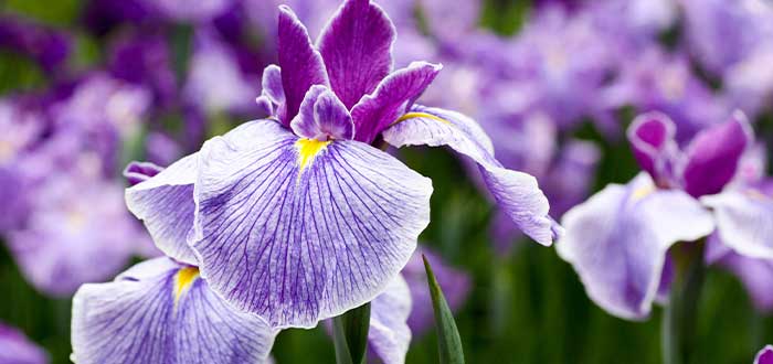 datos curiosos de croacia la flor iris