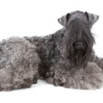 los perros medianos más juguetones y divertidos