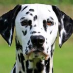 perro-dalmata