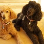 two-beautiful-dogs-are-laying-on-the-ground-looking-right-into-the-picture-id989539492