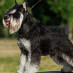 zwergschnauzer-portrait-picture-id479928480