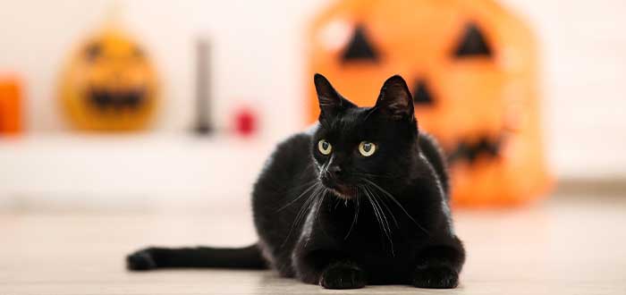 Gato negro Halloween