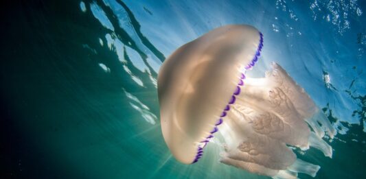 Curiosidades de las medusas