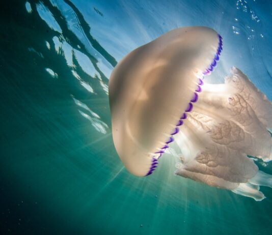 10 Curiosidades de las medusas | Una especie enigmática y peligrosa Curiosidades de las medusas