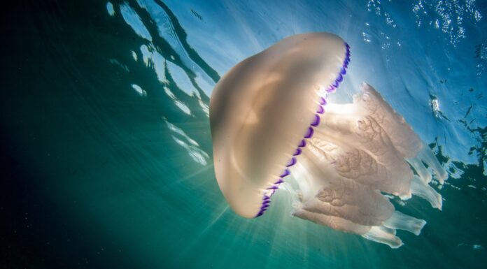 Curiosidades de las medusas