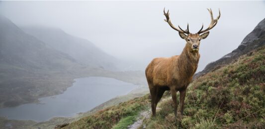 10 Curiosidades del Ciervo | Los secretos de una especie fantástica curiosidades del ciervo