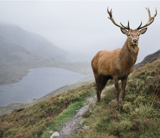 10 Curiosidades del Ciervo | Los secretos de una especie fantástica curiosidades del ciervo