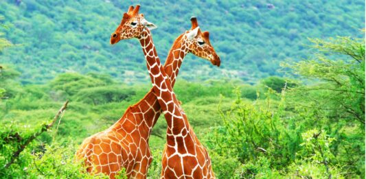 10 Curiosidades de las jirafas | El animal más alto de la naturaleza Curiosidades de las jirafas