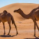 camellos-en-el-desierto