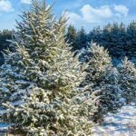 granajas-de-arboles-de-navidad-en-canada