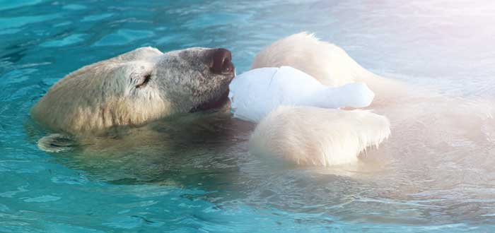 nado del oso polar tradiciones navideñas canadienses