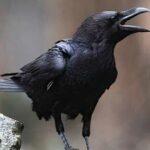 la-comunicación-de-los-cuervos