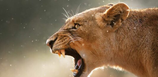 Los 10 Animales más Letales | ¿Cuáles son los más mortíferos? los animales mas letales del mundo