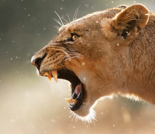 los animales mas letales del mundo