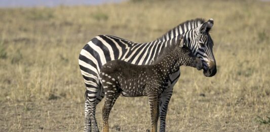 Tira | La Cebra con Puntos Blancos en vez de Rayas tira la cebra con puntos blancos