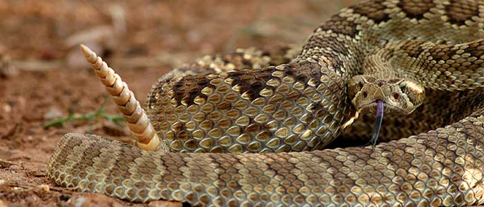 curiosidades de la serpiente de cascabel
