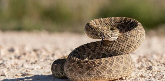 Leyenda y curiosidades de la serpiente de cascabel | Fascinantes datos curiosos de la serpiente de cascabel