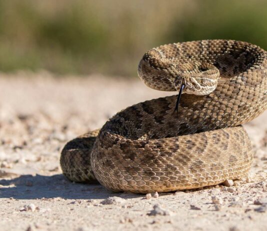 Leyenda y curiosidades de la serpiente de cascabel | Fascinantes datos curiosos de la serpiente de cascabel