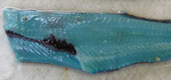 Bacalao Azul sin colorante