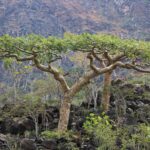 beneficiosas-de-la-Boswellia