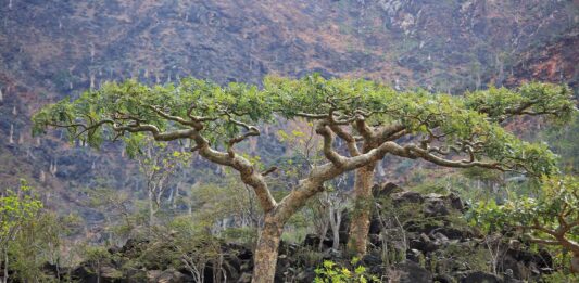 beneficiosas de la Boswellia