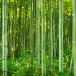 metafora-del-bambu-japones