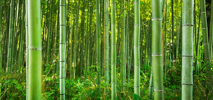 metafora del bambu japones