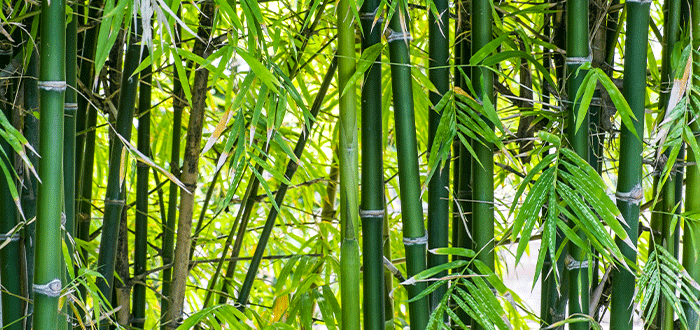 reflexiones del cuento del bambu japones