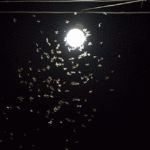 por-que-a-los-insectos-les-atrae-la-luz