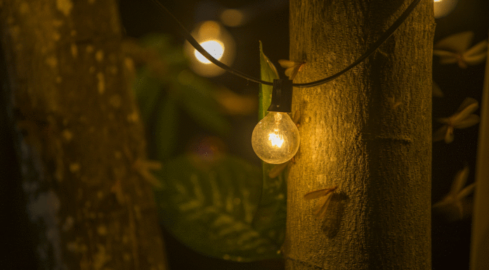 por que a los insectos les atrae la luz