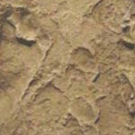 deteriodo-huella-laetoli