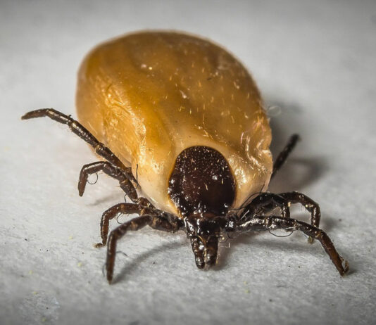Encuentra la protección que tu mascota necesita proteccion para tu mascota