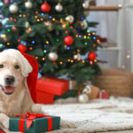 hablar-con-tu-perro-braisl-navidad
