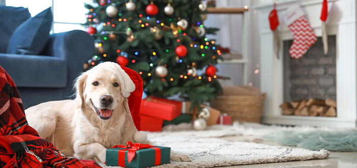 hablar con tu perro braisl navidad