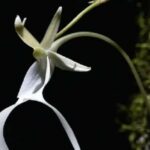 La orquídea fantasma