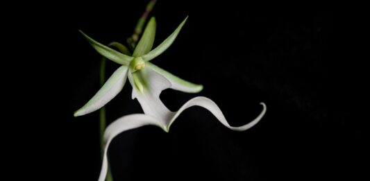 orquídea fantasma